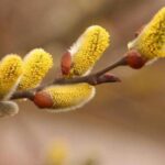 весняне рівнодення