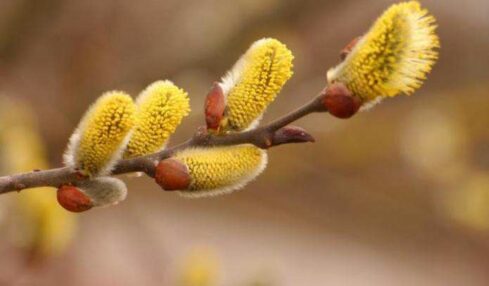 весняне рівнодення