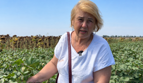 Український сорт бавовнику