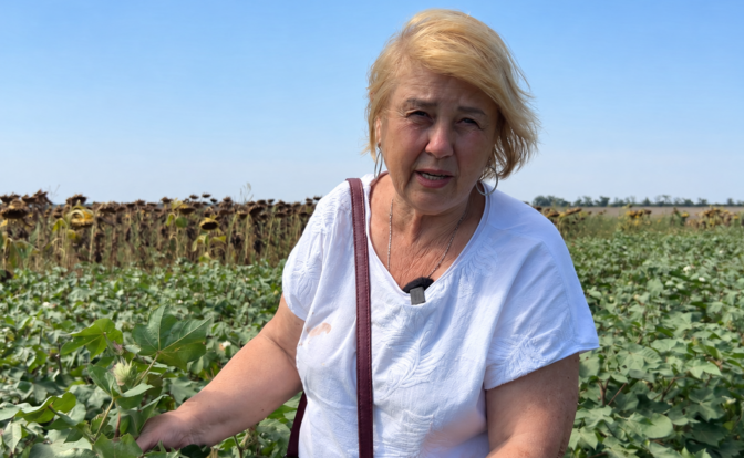 Український сорт бавовнику