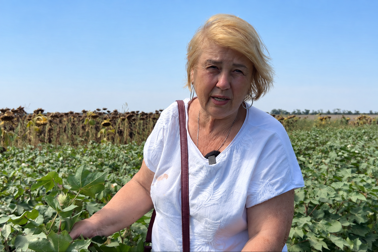 Український сорт бавовнику